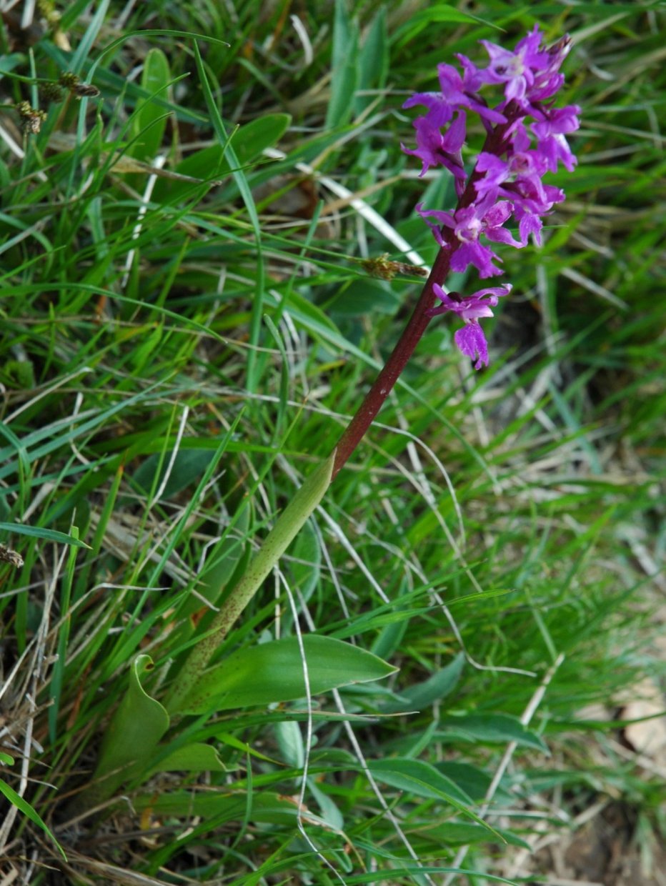 Dactylorhiza  250410